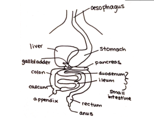 Human nutrition Leaving Cert Biology