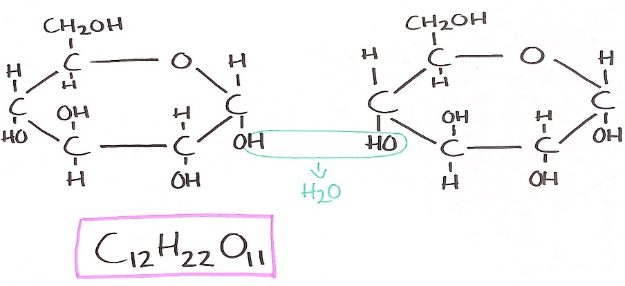 Disaccharides Leaving Cert Home Economics notes carbohydrates