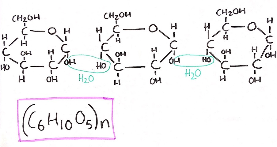 Polysaccharides Leaving Cert Home Economics notes carbohydrates